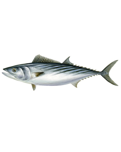 Bonito (whole)