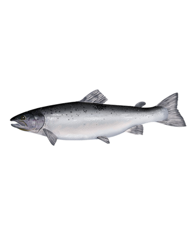 Salmon (whole)