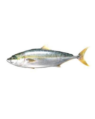 Yellowtail Hiramasa (Seriola Lalandi)