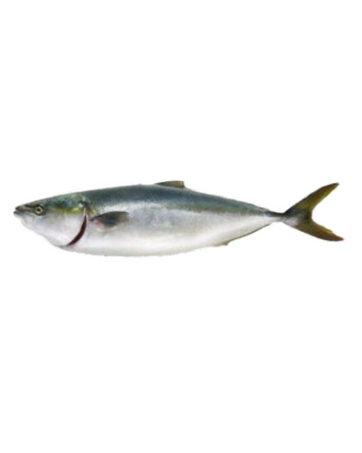 Hamachi G&G (fresh)