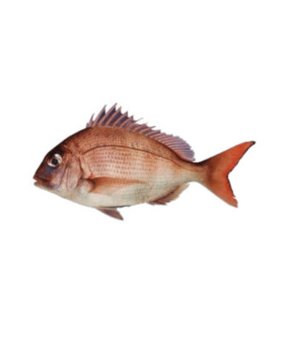 Japanese Seabream Madai (Pagrus Major)