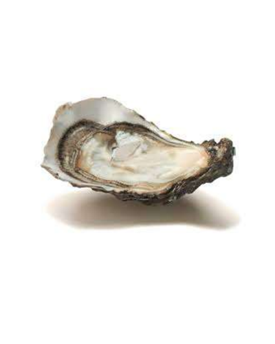 Oysters Normandie N.2