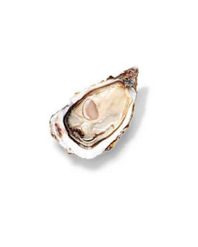 Oysters Tia Maraa