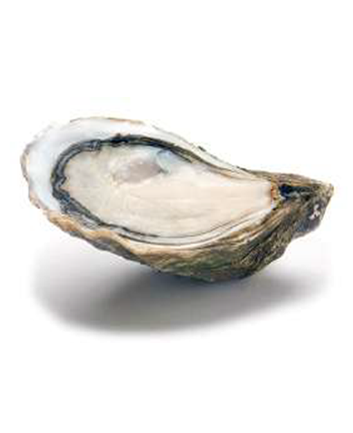 Oysters Oysri N.2