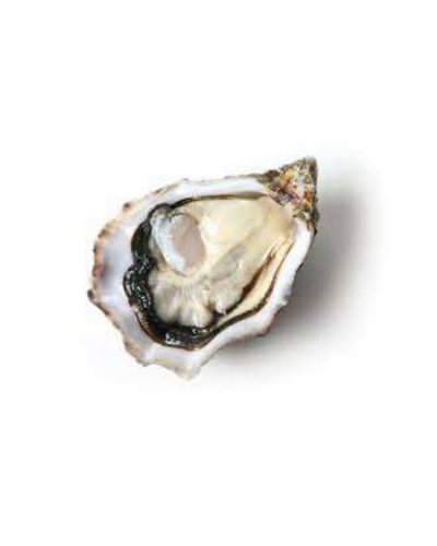 Oysters Poesie N.2